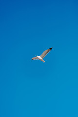 Fototapeta na wymiar Seagull flying in crystal clear blue sky with spread out wings in the center of the frame.