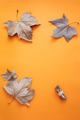 Maple Leaves Frame on Bright Backgorund. Top view.