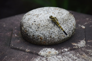 a dragonfly - Asiagomphus pryeri (side view) / サナエトンボ(キイロサナエ)	