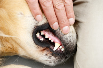 man makes tooth control at the  dog