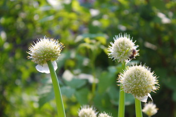 green onion flowers, Close view of Onion flower stalks