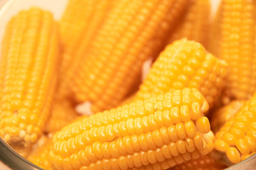 Close up yellow sweet corn grain, dense rows of boiled yellow corn seeds for background. Macro