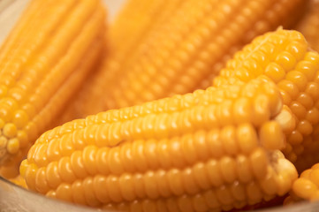 Close up yellow sweet corn grain, dense rows of boiled yellow corn seeds for background. Macro