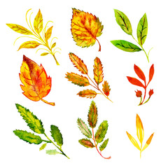 Bright autumn leaves set on a white isolated background. yellow, red, green, orange leaves. Watercolor stylized leaves in war