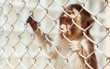 Sad lonely monkey macaque behind iron bars