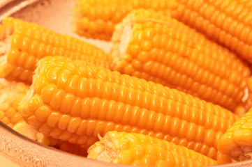 Close up yellow sweet corn grain, dense rows of boiled yellow corn seeds for background. Macro
