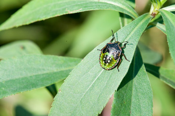 bug on leaf