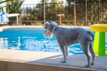Miniature Schnauzer at the edge of a pool looking towards the water