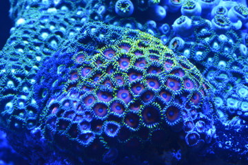 coral
