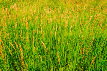 Thick grass in the meadow