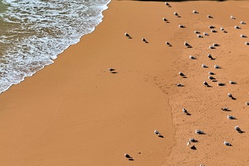 Beach top-down perspective bird's-eye view overhead view birds. Beach birds eye perspective.