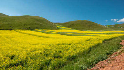Qilian County canola flower sea
