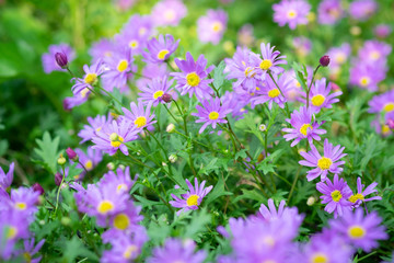 Beautiful Wild Michaelmas Daisy Flowers In The Garden