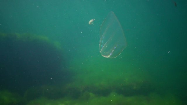 Ctenophores, Predatory comb jelly (Beroe ovata) swim in the water in search of food. Invasion Fauna of the Black Sea. Ukraine