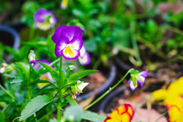 Beautiful tricolor pancy flower in the garden