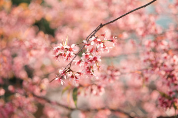 Prunus cerasoides; Wild Himalayan Cherry Blossom