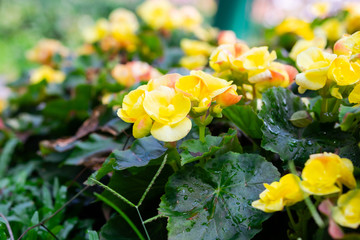 Yellow big begonia flower plants in the garden