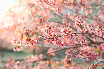Sunset flowers - Prunus cerasoides or Wild Himalayan Cherry