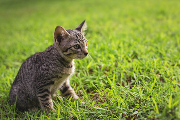 Cute little kittens are playing on the grass in front of the house.
