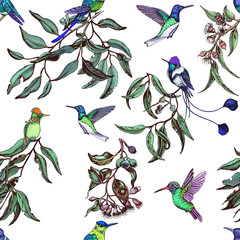 Pattern vector illustration with hummingbird, eucalyptus flowers and leaves.
