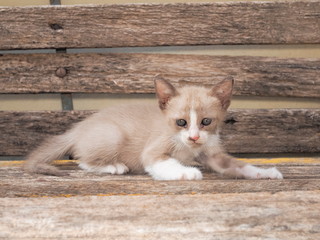Close-up a cute brown-white kitten age 35 days resting on wood texture background.