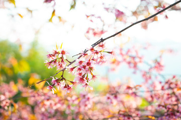 Japanese Cherry Blossom Flower in the morning