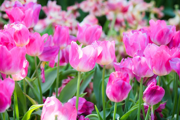 Tulip flowers meadow, tulip spring nature background