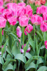 Tulip flowers meadow, tulip spring nature background