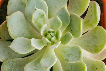 Succulent plants on pastel pink background. Flat lay.