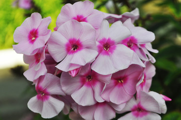 Closeup view on Pink phlox flowers