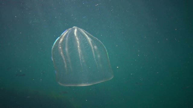 Ctenophores, Predatory comb jelly (Beroe ovata) swim in the water in search of food. Invasion Fauna of the Black Sea. Ukraine
