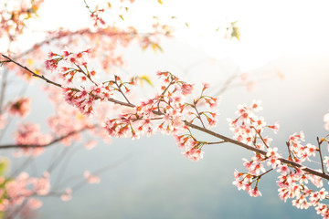 Obraz na płótnie Canvas Prunus cerasoides; Wild Himalayan Cherry with sunset