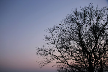 silhouette of a tree against blue sky