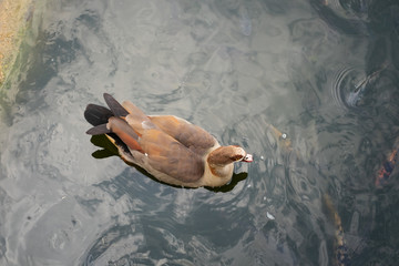Egyptian goose swimming in the water