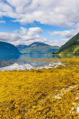 Panoramic view from Sylte or Valldal of Norddalsfjorden in Norway with Valldalen valley, flowers, moutnains and coastline.