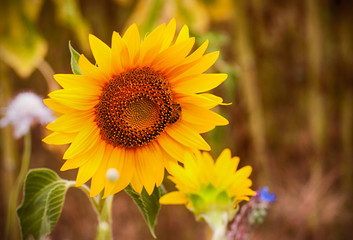Bee pollinates a sunflower. Beauty of nature