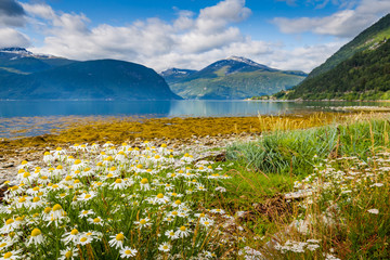 Fototapeta na wymiar Panoramic view from Sylte or Valldal of Norddalsfjorden in Norway with Valldalen valley, flowers, moutnains and coastline.