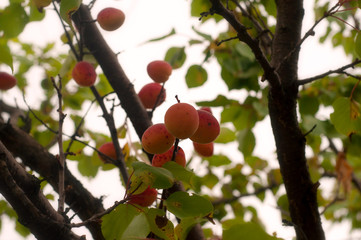 Apricot tree branch. Growing bio apricots on tree