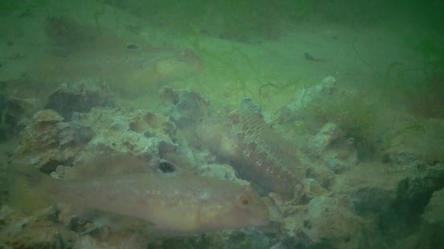 Bottom fish Tentacled blenny (Parablennius sp.) and Goby eats shellfish dug from clay Barnea candida (Pholas candidus) in which they live. Black Sea