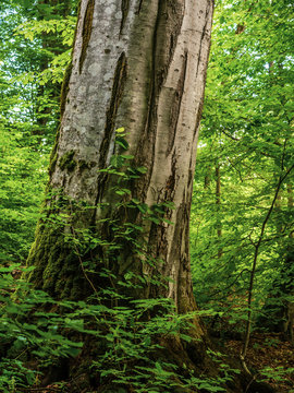 Big and old Oriental Beech tree (Fagus orientalis) in Armenia.
