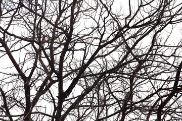 Dead branches , Silhouette dead tree or dry tree on white background with clipping path.