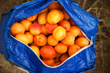Many apricots picked from the tree in a blue bag. Fresh, bio apricots