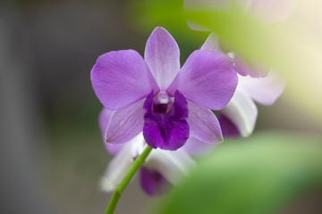 Fototapeta na wymiar Orchid flower in nature with blurred background.