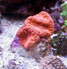 coral