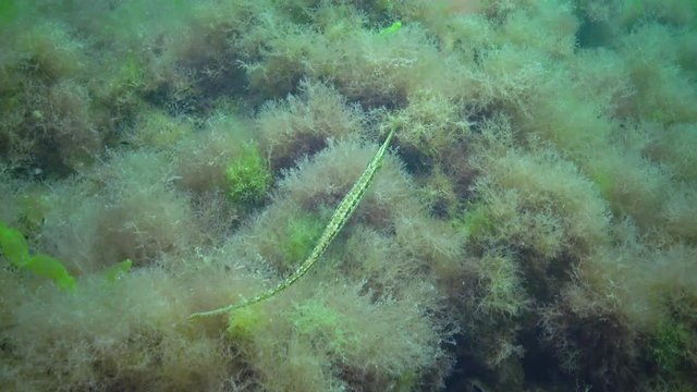 Green male Broad-nosed pipefish (Syngnathus typhle) in the thickets of seaweed. Black Sea