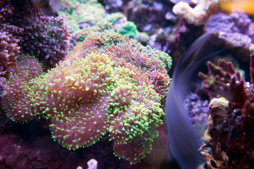 coral