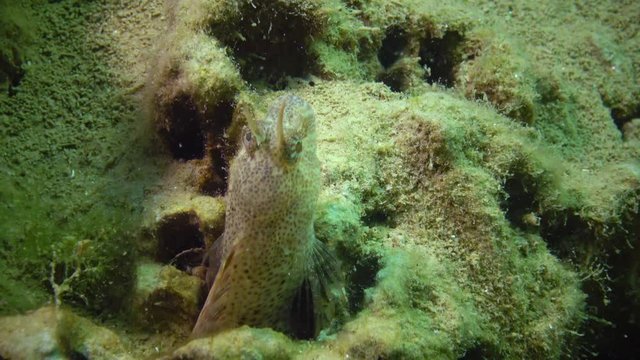 The fish Tentacled blenny (Parablennius sp.) lives in a mink, in clay on the seabed, which the mollusk dug Barnea candida (Pholas candidus). Black Sea