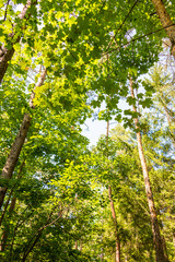 Low angle view of beech forest in springtime
