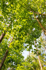 Fototapeta premium Low angle view of beech forest in springtime