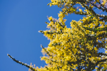 native Australian wattle tree about to bloom